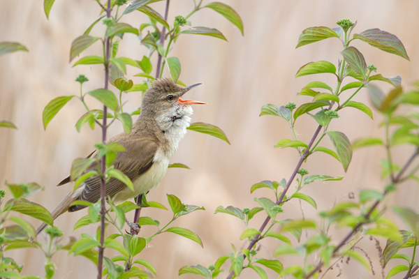 Drosselrohrsaenger - Acrocephalus arundinaceus, Sachsen, Rohrsaenger, Grasmueckenartige 