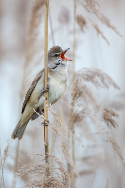 Drosselrohrsaenger - Acrocephalus arundinaceus, Sachsen, Rohrsaenger, Grasmueckenartige 