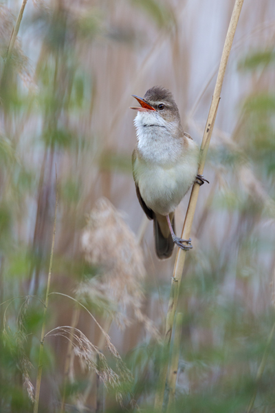 Drosselrohrsaenger - Acrocephalus arundinaceus, Sachsen, Rohrsaenger, Grasmueckenartige 