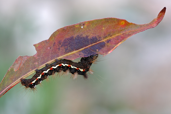Ampfer-Rindeneule - Acronicta rumicis
