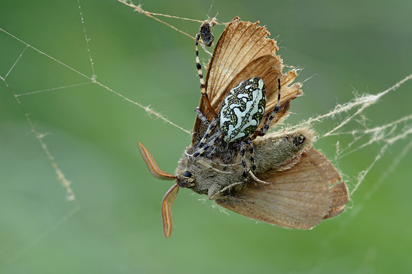 Eichblatt-Radspinne - Aculepeira ceropegia