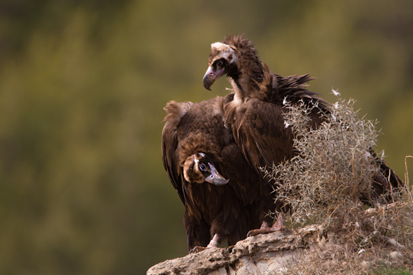 Moenchsgeier, Aegypius monachus, Kuttengeier,  Geier, Spanien, Pyrenäen, Aegypius, Habichtartige, Greifvoegel, Greifvogel, Adult, Juvenil,