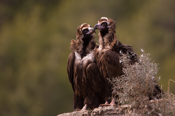 Moenchsgeier, Aegypius monachus, Kuttengeier,  Geier, Spanien, Pyrenäen, Aegypius, Habichtartige, Greifvoegel, Greifvogel, Adult, Juvenil,