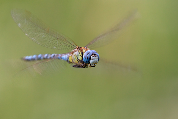 Suedliche Mosaikjungfer - Aeshna affinis Maennchen Edellibellen Sachsen-Anhalt Odonata Großlibellen Libellen 