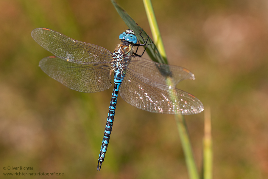 Suedliche Mosaikjungfer - Aeshna affinis Maennchen Edellibellen Sachsen Odonata Großlibellen Libellen 