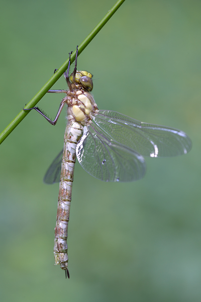 Aeshna cyanea - Blaugruene Mosaikjungfer Edellibellen Weibchen Sachsen Grimma Odonata Großlibellen