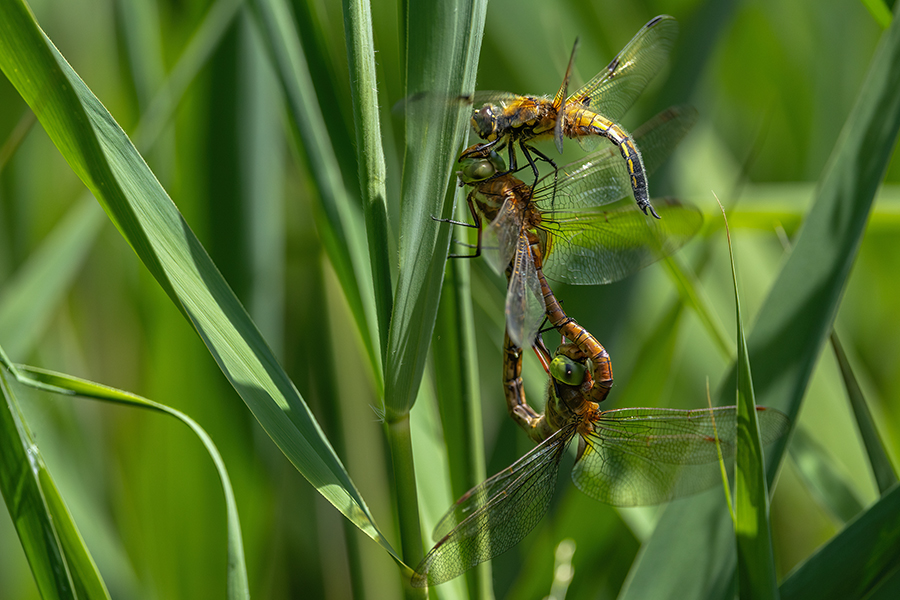 Keilflecklibelle, Keilfleck-Mosaikjungfer - Aeshna isosceles, Grimma, Sachsen, Edellibellen, Libellula, Aeshnidae, Muldental, richter-naturfotografie.de
