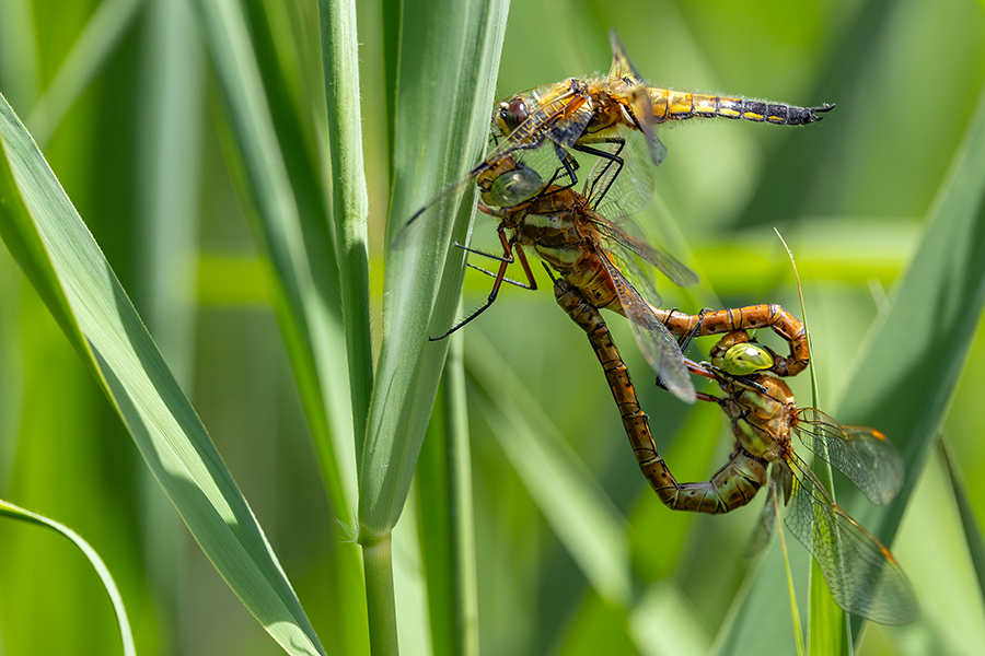 Keilflecklibelle, Keilfleck-Mosaikjungfer - Aeshna isosceles, Grimma, Sachsen, Edellibellen, Libellula, Aeshnidae, Muldental, richter-naturfotografie.de