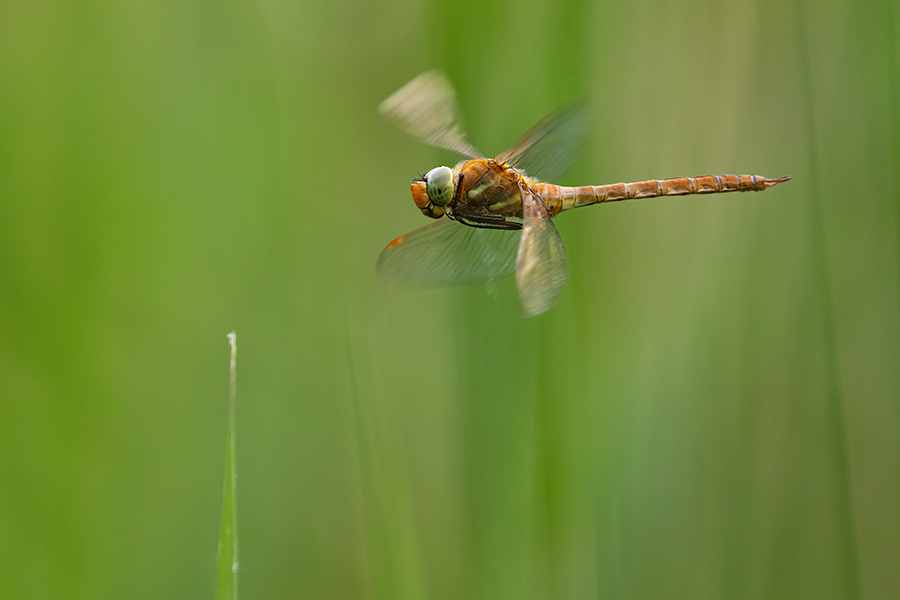 Keilflecklibelle, Keilfleck-Mosaikjungfer - Aeshna isosceles, Grimma, Sachsen, Edellibellen, Libellula, Aeshnidae, Muldental, richter-naturfotografie.de