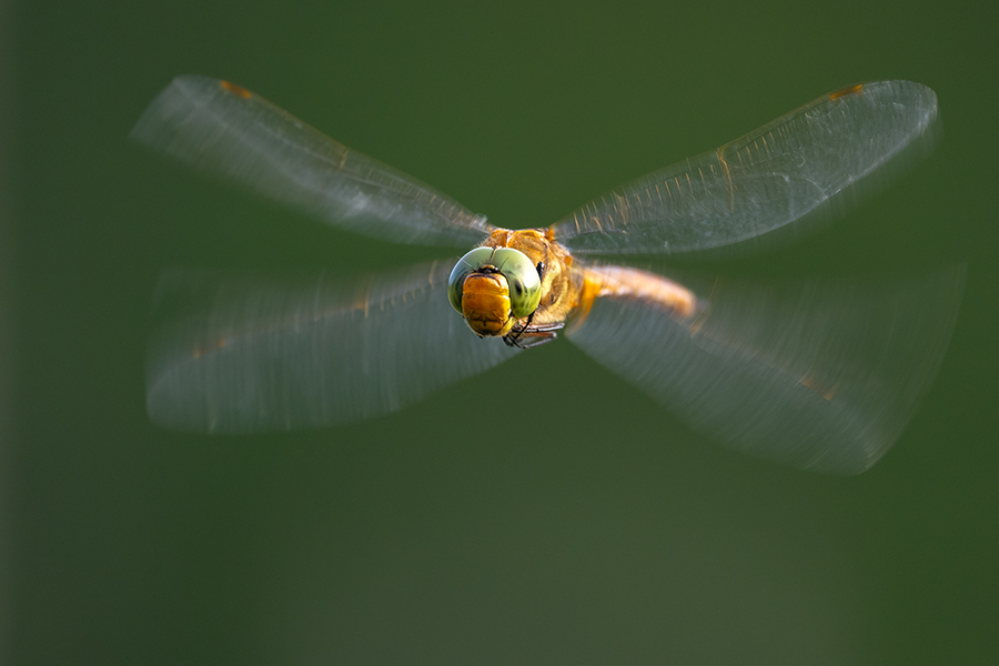 Keilflecklibelle, Keilfleck-Mosaikjungfer - Aeshna isosceles, Grimma, Sachsen, Edellibellen, Libellula, Aeshnidae, Muldental, richter-naturfotografie.de