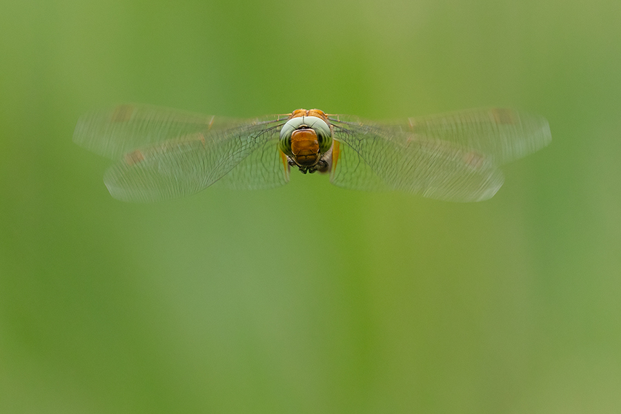 Keilflecklibelle, Keilfleck-Mosaikjungfer - Aeshna isosceles, Grimma, Sachsen, Edellibellen, Libellula, Aeshnidae, Muldental, richter-naturfotografie.de