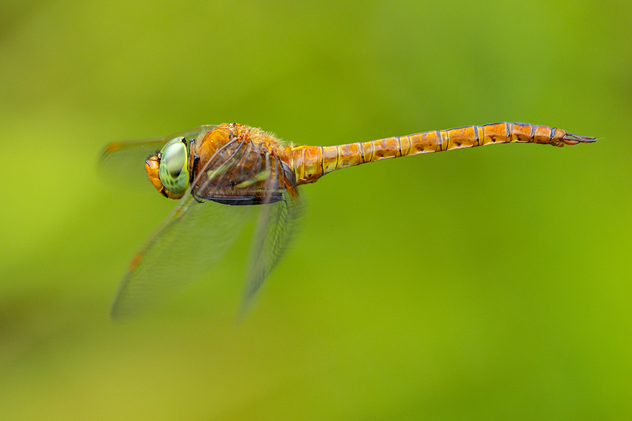 Keilflecklibelle, Keilfleck-Mosaikjungfer - Aeshna isosceles, Grimma, Sachsen, Edellibellen, Libellula, Aeshnidae, Muldental, richter-naturfotografie.de