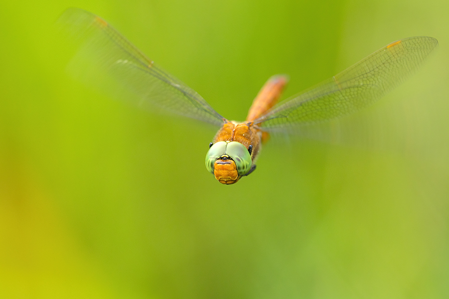 Keilflecklibelle, Keilfleck-Mosaikjungfer - Aeshna isosceles, Grimma, Sachsen, Edellibellen, Libellula, Aeshnidae, Muldental, richter-naturfotografie.de
