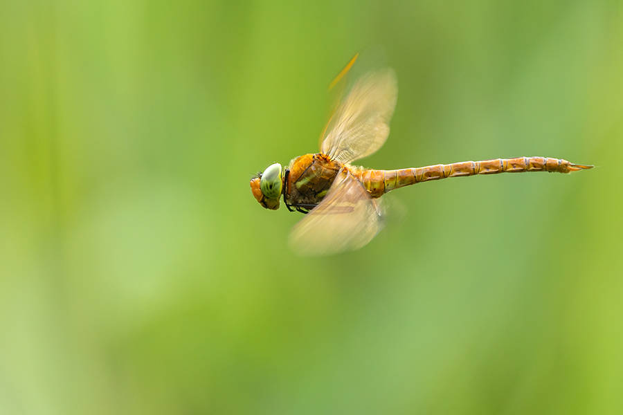 Keilflecklibelle, Keilfleck-Mosaikjungfer - Aeshna isosceles, Grimma, Sachsen, Edellibellen, Libellula, Aeshnidae, Muldental, richter-naturfotografie.de
