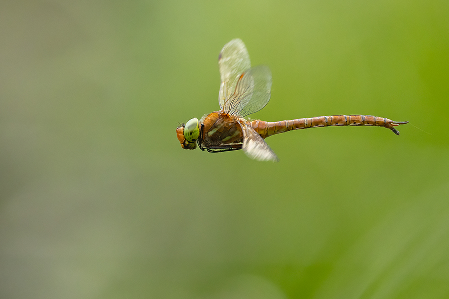 Keilflecklibelle, Keilfleck-Mosaikjungfer - Aeshna isosceles, Grimma, Sachsen, Edellibellen, Libellula, Aeshnidae, Muldental, richter-naturfotografie.de