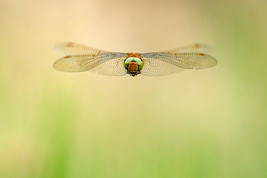 Keilflecklibelle, Keilfleck-Mosaikjungfer - Aeshna isosceles, Grimma, Sachsen, Edellibellen, Libellula, Aeshnidae, Muldental, richter-naturfotografie.de