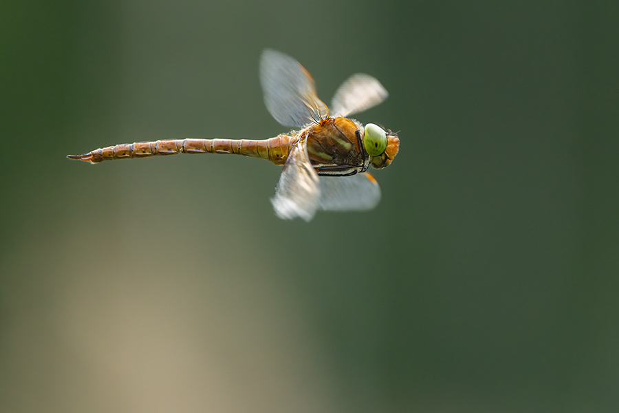 Keilflecklibelle, Keilfleck-Mosaikjungfer - Aeshna isosceles, Grimma, Sachsen, Edellibellen, Libellula, Aeshnidae, Muldental, richter-naturfotografie.de