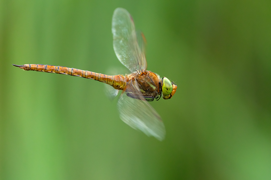 Keilflecklibelle, Keilfleck-Mosaikjungfer - Aeshna isosceles, Grimma, Sachsen, Edellibellen, Libellula, Aeshnidae, Muldental, richter-naturfotografie.de