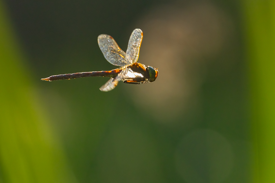 Keilflecklibelle, Keilfleck-Mosaikjungfer - Aeshna isosceles, Grimma, Sachsen, Edellibellen, Libellula, Aeshnidae, Muldental, richter-naturfotografie.de