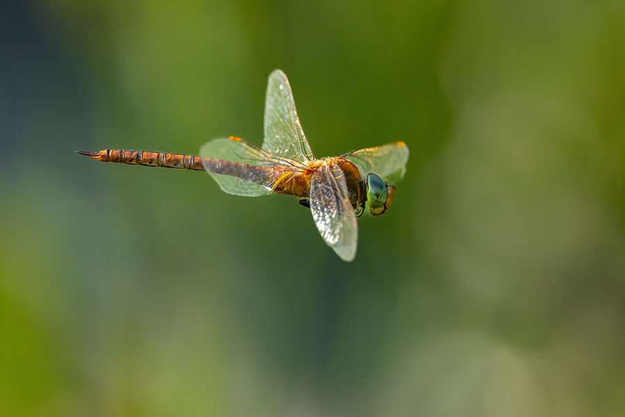 Keilflecklibelle, Keilfleck-Mosaikjungfer - Aeshna isosceles, Grimma, Sachsen, Edellibellen, Libellula, Aeshnidae, Muldental, richter-naturfotografie.de