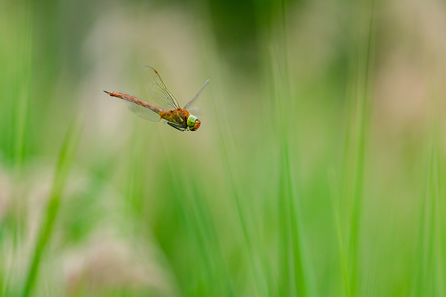 Keilflecklibelle, Keilfleck-Mosaikjungfer - Aeshna isosceles, Grimma, Sachsen, Edellibellen, Libellula, Aeshnidae, Muldental, richter-naturfotografie.de