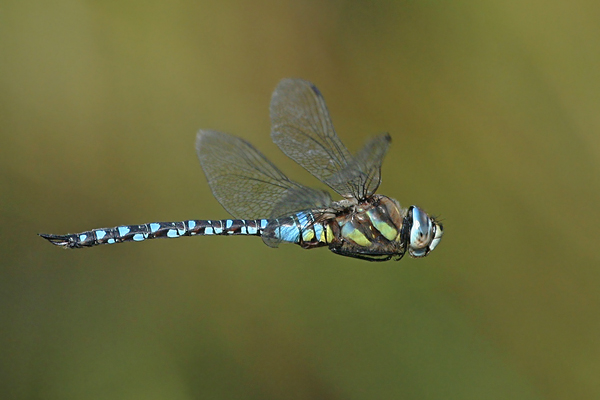 Herbst-Mosaikjungfer - Aeshna mixta - Flugaufnahmen 