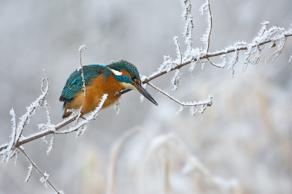 Eisvogel - Alcedo atthis, Maennchen, Kleinfische, Muldental, Grimma, Eisvogel im Muldental, Eisvogel in Sachsen
