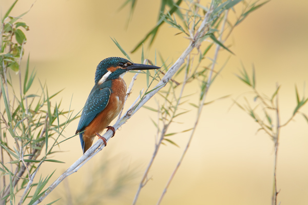 Eisvogel - Alcedo atthis -  Racken, Eisvogel, Sachsen, Muldental, Beute, Fisch, Kingfisher, Juveniler Eisvogel, Vogel