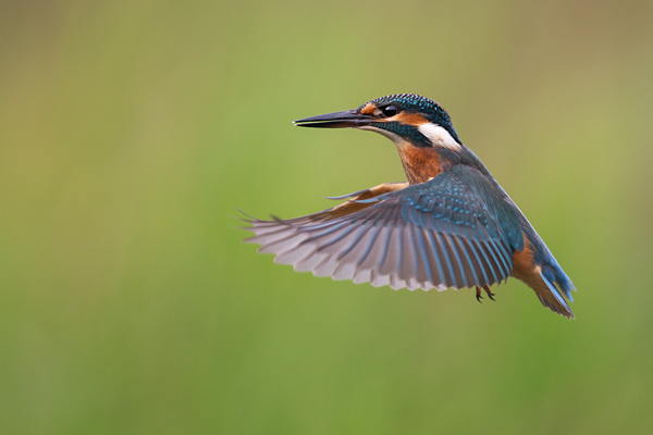 Eisvogel - Alcedo atthis -  Racken, Eisvogel, Sachsen, Muldental, Beute, Fisch, Kingfisher, Juveniler Eisvogel, Vogel