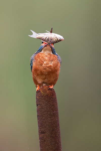 Eisvogel - Alcedo atthis -  Racken, Eisvogel, Sachsen, Muldental, Beute, Fisch, Kingfisher, Juveniler Eisvogel, Vogel
