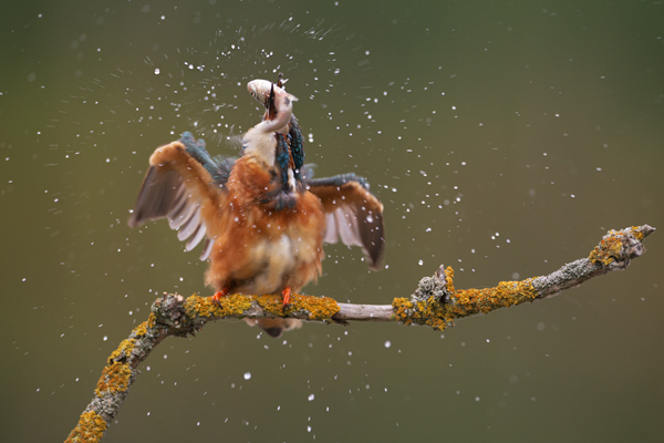 Eisvogel - Alcedo atthis -  Racken, Eisvogel, Sachsen, Muldental, Beute, Fisch, Kingfisher, Juveniler Eisvogel, Vogel