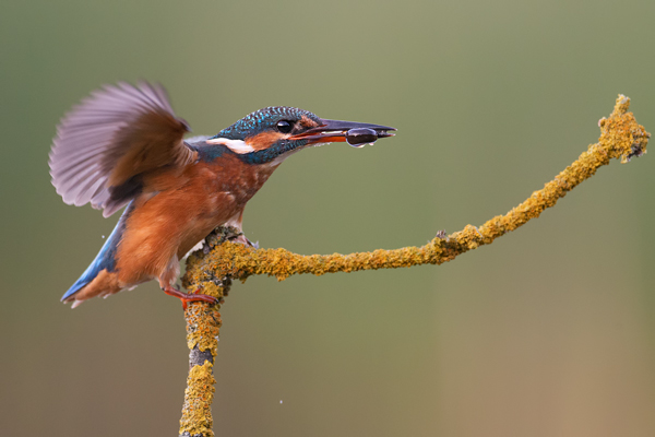 Eisvogel - Alcedo atthis -  Racken, Eisvogel, Sachsen, Muldental, Beute, Fisch, Kingfisher, Juveniler Eisvogel, Vogel