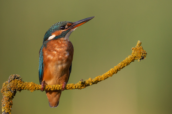 Eisvogel - Alcedo atthis -  Racken, Eisvogel, Sachsen, Muldental, Beute, Fisch, Kingfisher, Juveniler Eisvogel, Vogel