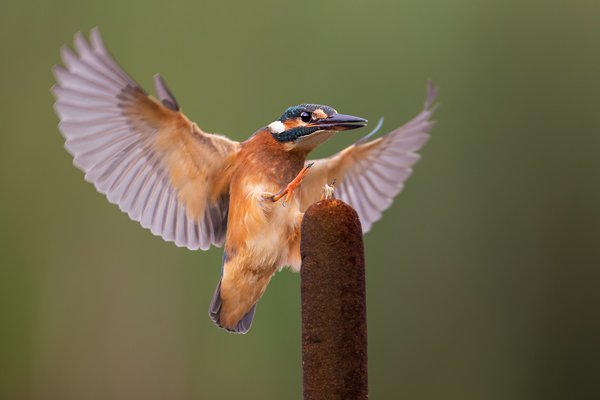 Eisvogel - Alcedo atthis -  Racken, Eisvogel, Sachsen, Muldental, Beute, Fisch, Kingfisher, Juveniler Eisvogel, Vogel