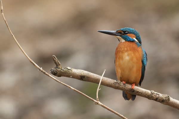 Eisvogel - Alcedo atthis -  Racken, Eisvogel, Sachsen, Muldental, Beute, Fisch, Kingfisher, Juveniler Eisvogel, Vogel