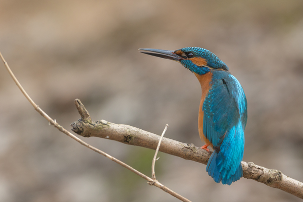Eisvogel - Alcedo atthis -  Racken, Eisvogel, Sachsen, Muldental, Beute, Fisch, Kingfisher, Juveniler Eisvogel, Vogel