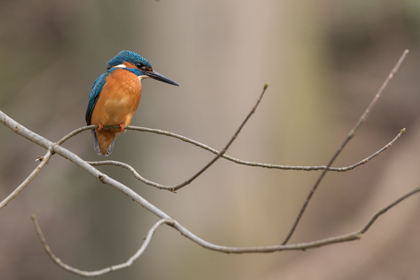 Eisvogel - Alcedo atthis -  Racken, Eisvogel, Sachsen, Muldental, Beute, Fisch, Kingfisher, Juveniler Eisvogel, Vogel