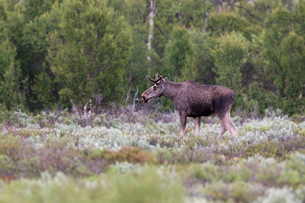 Elch - Alces alces, Wiederkaeuer, Hirsche, Trughirsche, Alceini, Alces, Elch