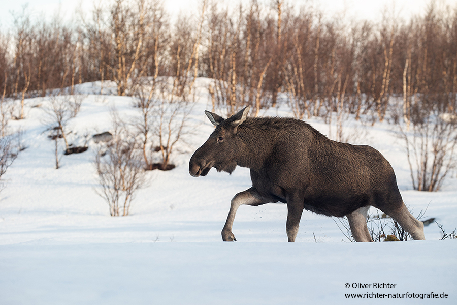 Elch - Alces alces, Wiederkaeuer, Hirsche, Trughirsche, Alceini, Alces, Elch