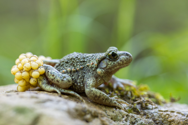 Gemeine, Gewöhnliche, Noerdliche Geburtshelferkröte - Alytes obstetricans, Lurche, Froschlurche, Alytidae, 
Archaeobatrachia, Anura, Alytes, Amphibia, Eigelege, Brutpflege, Eipaket, Kaulquappen, Ablage, fischfreie, Gewässer, stark bedroht, nachtaktiv, dämmerungsaktiv, Gloegglifrosch, Glockenfrosch, Fesslerfrosch, Klingelsiepen, Klingelborn, Klingelschlade, Klingelpütt, Glockenteich, Laichaustragen