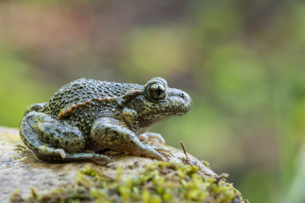 Gemeine, Gewöhnliche, Noerdliche Geburtshelferkröte - Alytes obstetricans, Lurche, Froschlurche, Alytidae, 
Archaeobatrachia, Anura, Alytes, Amphibia, Eigelege, Brutpflege, Eipaket, Kaulquappen, Ablage, fischfreie, Gewässer, stark bedroht, nachtaktiv, dämmerungsaktiv, Gloegglifrosch, Glockenfrosch, Fesslerfrosch, Klingelsiepen, Klingelborn, Klingelschlade, Klingelpütt, Glockenteich, Laichaustragen
