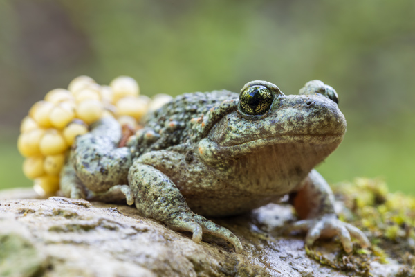 Gemeine, Gewöhnliche, Noerdliche Geburtshelferkröte - Alytes obstetricans, Lurche, Froschlurche, Alytidae, 
Archaeobatrachia, Anura, Alytes, Amphibia, Eigelege, Brutpflege, Eipaket, Kaulquappen, Ablage, fischfreie, Gewässer, stark bedroht, nachtaktiv, dämmerungsaktiv, Gloegglifrosch, Glockenfrosch, Fesslerfrosch, Klingelsiepen, Klingelborn, Klingelschlade, Klingelpütt, Glockenteich, Laichaustragen