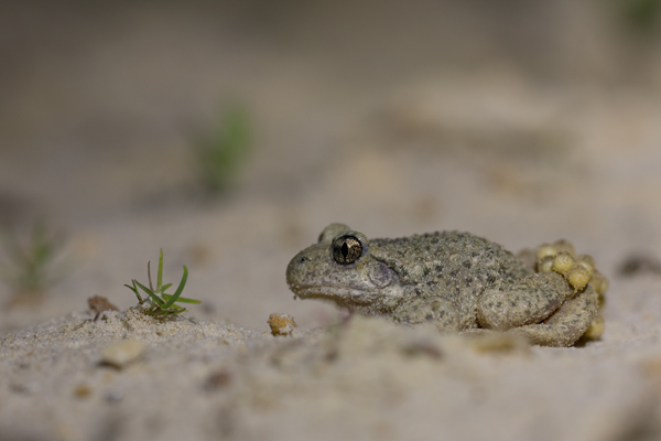 Gemeine, Gewöhnliche, Noerdliche Geburtshelferkröte - Alytes obstetricans, Lurche, Froschlurche, Alytidae, 
Archaeobatrachia, Anura, Alytes, Amphibia, Eigelege, Brutpflege, Eipaket, Kaulquappen, Ablage, fischfreie, Gewässer, stark bedroht, nachtaktiv, dämmerungsaktiv, Gloegglifrosch, Glockenfrosch, Fesslerfrosch, Klingelsiepen, Klingelborn, Klingelschlade, Klingelpütt, Glockenteich, Laichaustragen