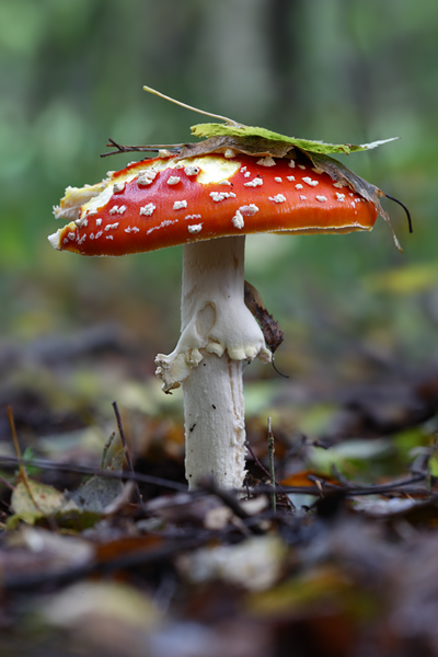 Fliegenpilz - Amanita muscaria  