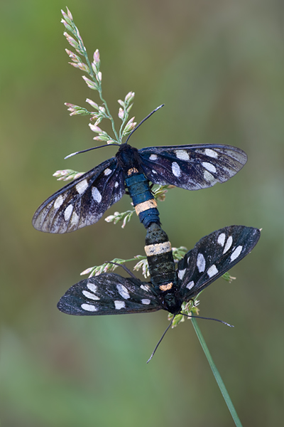 Weißfleckwidderchen - Amata phegea