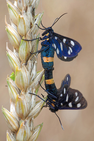 Weißfleckwidderchen - Amata phegea