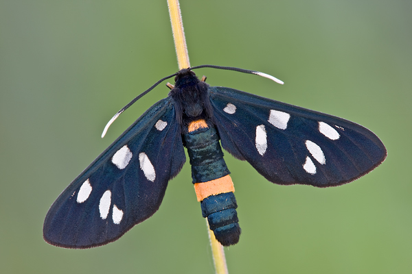 Weißfleckwidderchen - Amata phegea
