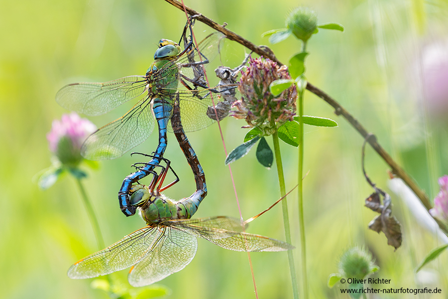 Große Koenigslibelle - Anax imperator Libellen Sachsen Odonata Großlibellen Edellibellen, Weibchen, Eiablage, Maennchen, Edellibellen, Paarung