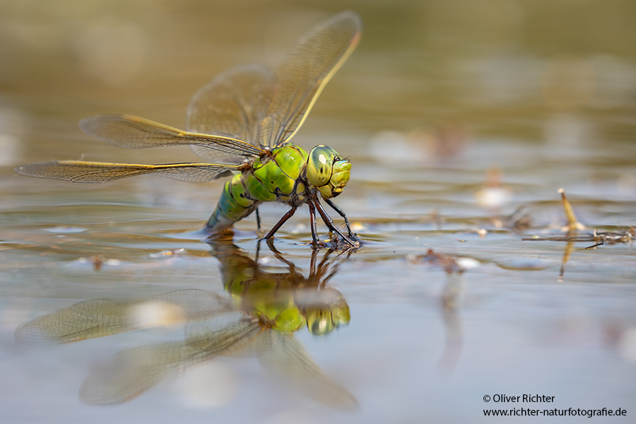 Große Koenigslibelle - Anax imperator Libellen Sachsen Odonata Großlibellen Edellibellen, Weibchen, Eiablage, Maennchen, Edellibellen
