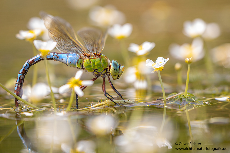 Große Koenigslibelle - Anax imperator Libellen Sachsen Odonata Großlibellen Edellibellen, Weibchen, Eiablage, Maennchen, Edellibellen